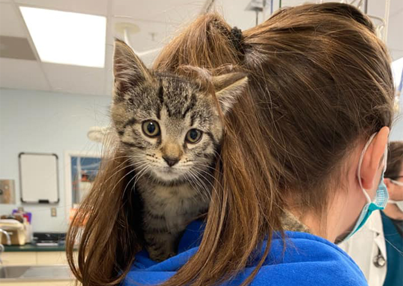 Carousel Slide 6: Cat Veterinary Care, West Trenton